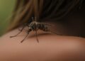 Chikungunya Alert