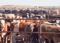 National Livestock Master Plan