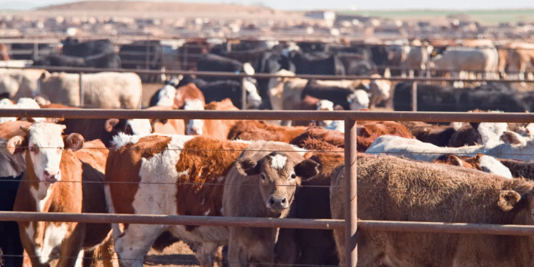 National Livestock Master Plan